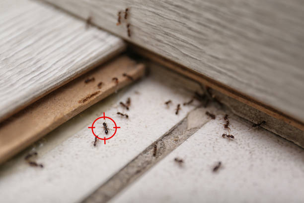 Best Ant Control Services  in Silver Hill, MD