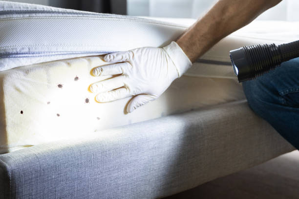 Best Wasp Removal Services  in Silver Hill, MD